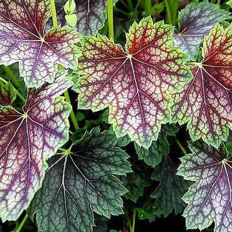 4 x Heuchère  - Heuchera 'Beauty Colour'  - godet 9x9 cm