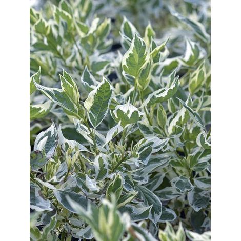 Cornouiller 'White Gold ' Pot de 3L/4L (1/2)