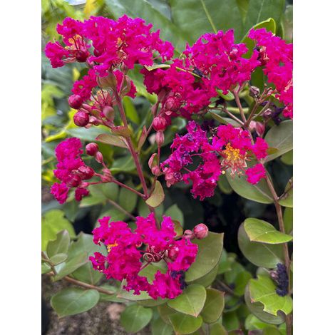 Lilas des Indes 'Cherry Bouquet Rouge' – Arbuste compact – Fleur rouge – Hauteur à maturité 250 cm – Exposition soleil – Rustique jusqu'à -15°C