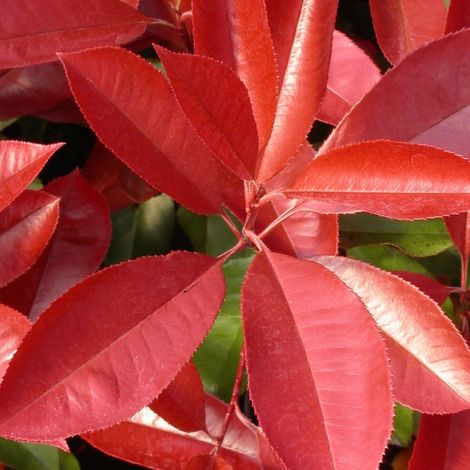 Photinia Carré Rouge/Pot de 7,5L - 80/100 cm