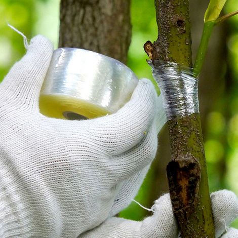 Rubans de greffage auto-adhésifs pour plantes, film de greffage biodégradable (1/5)