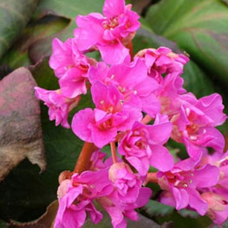 4 x Bergenia 'Abendglut' - godet 9x9 cm