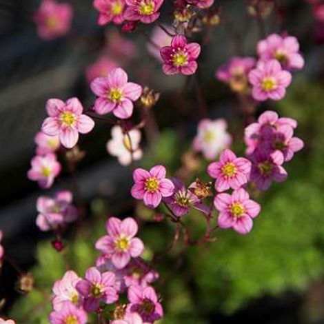 4 x Saxifrage d'Arends 'Blütenteppich' 'Blutenteppich' - godet (1/4)