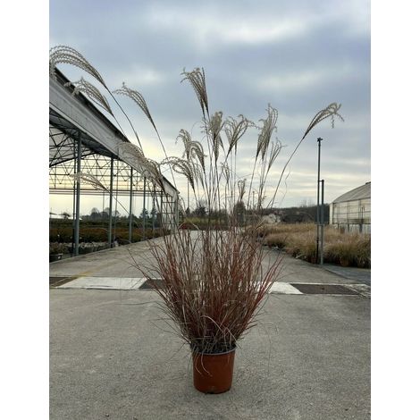 Gardenaria Miscanthus sinensis 'Adagio' - Graminacea ornamentale da esterno - Altezza: 100 cm (vaso 24) (1/4)