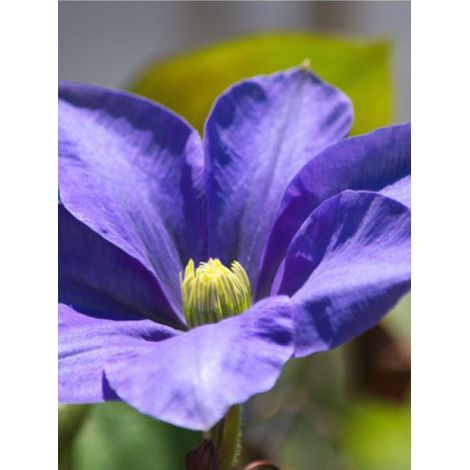 Clématite 'Fuji Musume' Pot de 2L/3L