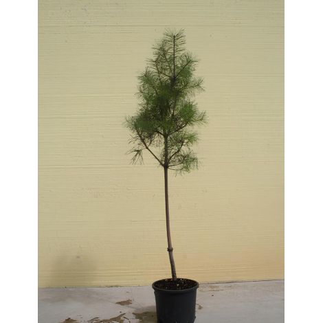 Pino silvestre "Pinus sylvestris" pianta in vaso  26 cm h. 150/170 cm (1/4)
