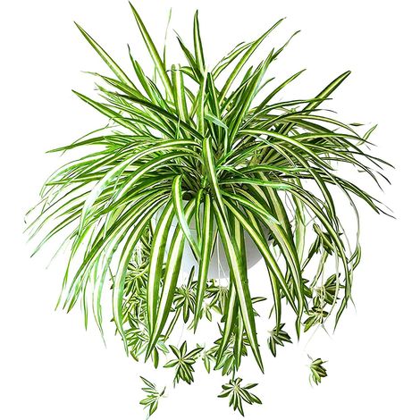 Plante Artificielle - Chlorophytum Faux - 18,9 Pouces - Décoration Murale Intérieure Extérieure - Lot de 4 (1/5)