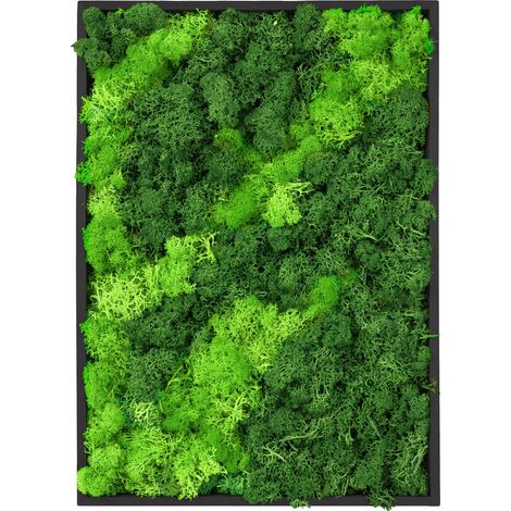 ECD Germany Moosbild Rechteck 38x27 cm Mooswand Indoor mit echtem Islandmoos, Wanddeko mit Holzrahmen, Wandbild 3D-Effekt, Natürliche Optik, Pflegefrei, Einfaches Aufhängen, Moos Deko für Haus & Büro (1/5)