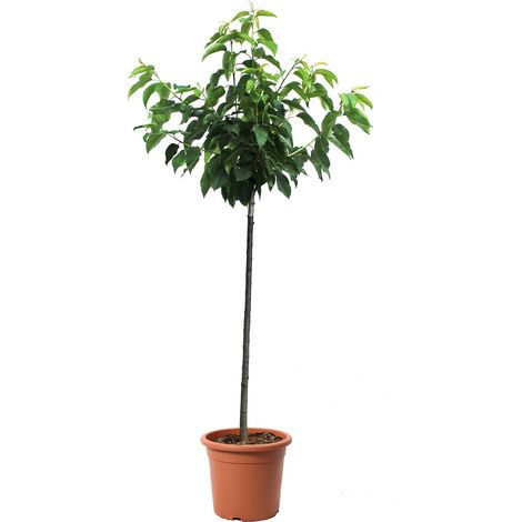 Pianta di Ciliegio - Prunus Avium - Alberello da Frutto Ciliegia - Vaso Ø 28 cm (1/3)