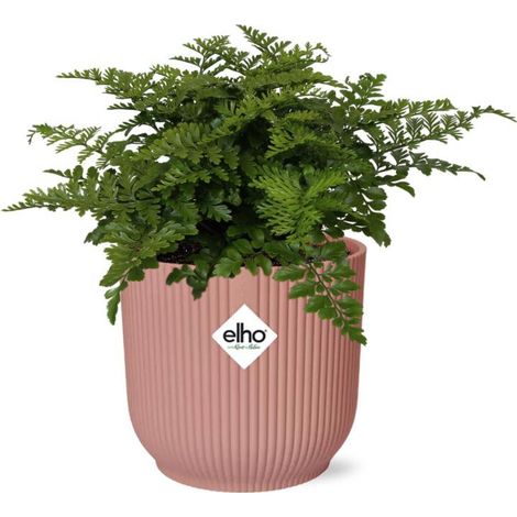 Asplenium Parvati Plante Intérieure Dépolluante en Pot Rose 14 cm - PANGIVO (1/5)