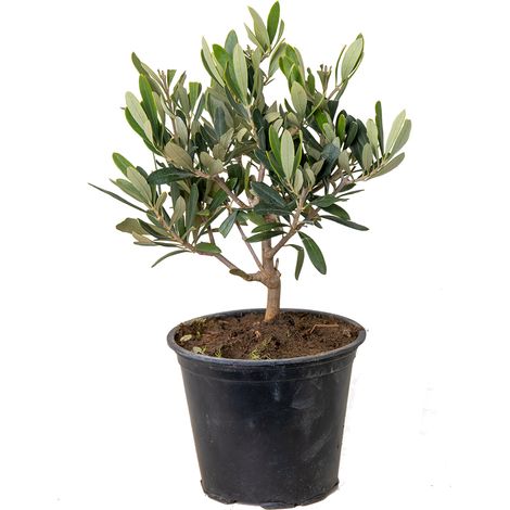 Bloomique - Olea Europaea - Olivier - Arbuste d’olivier - Plantes de jardin - Rustique - Hauteur 30-40 cm - Pot 14 cm