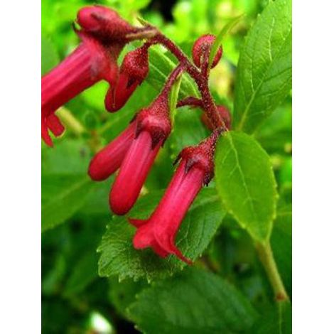 Escallonia rubra 'Crimson Spire' Pot de 2L/3L (1/2)