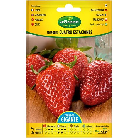 Graines De Fraises 4 Saisons Récolte Abondante Toute L'année - Agreen