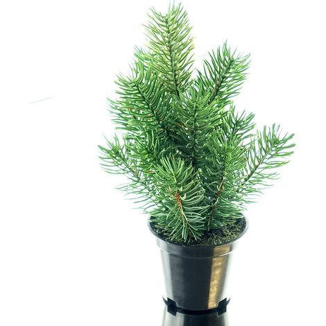 GASPER Tannenbäumchen Grün im schwarzen Topf 22 cm - Kunstpflanzen