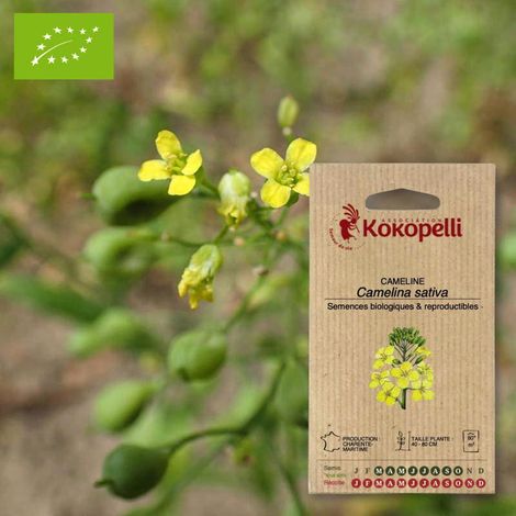 Caméline cultivée- Graines bio à semer