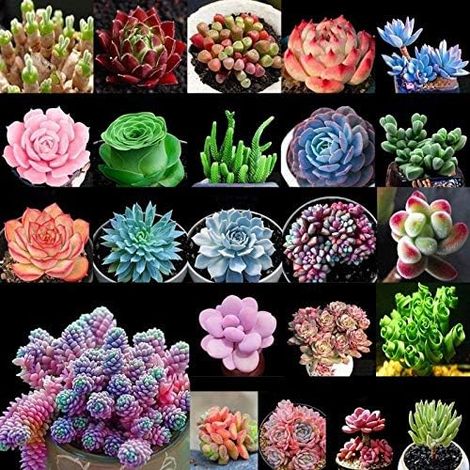 100Pcs Succulent Seeds Fast Growing Fleshy Seeds Home Bonsai Flower Mixture for Gardens Balcony (1/4)