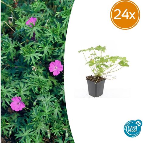 Lot de 24 Géraniums Vivaces Tiny Monster Fleurs Bleu Profond Couvre-sol Hauteur 10-25 cm Pot Ø 9 cm - PANGIVO (1/5)