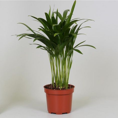 Palmier Areca Dypsis Plante Verte Décorative H 35 cm Pot Ø 12 cm - PANGIVO
