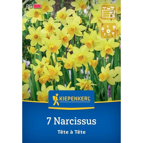 Kiepenkerl Herbstblumenzwiebel Alpenveilchen-Narzisse Tête à Tête 7 Stück (1/2)