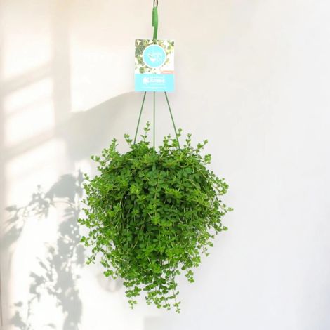 Gardenaria Peperomia 'Isabelle' - Pianta da interno ornamentale - Altezza: 30 cm (vaso 14) (1/5)