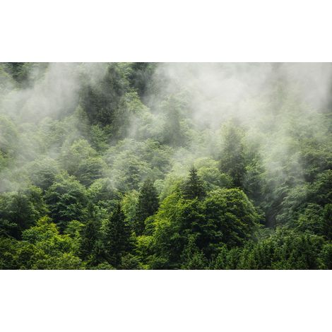 Papier peint panoramique naturel Terre Forestière (1/4)