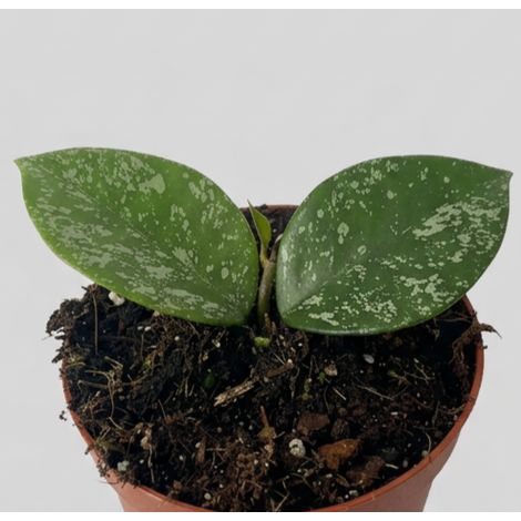 Hoya Parasitica Splash in Vaso da 11cm