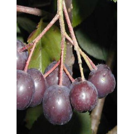 Aronie à fruits noirs 'Viking' Godet de 7/8 cm (1/4)