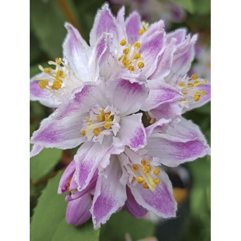 Deutzia 'Raspberry Sundae' Pot de 3L/4L (1/4)