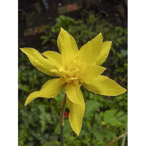 Narcisse odorant 'Flore Pleno' Bulbe calibre 10+ (par 10) (1/2)