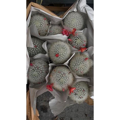 Cactus Mammillaria innestata in vaso 10 cm (1/5)