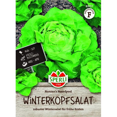 Sperli Winterkopfsalat Nansen's Noordpool Samen - 1 Portion
