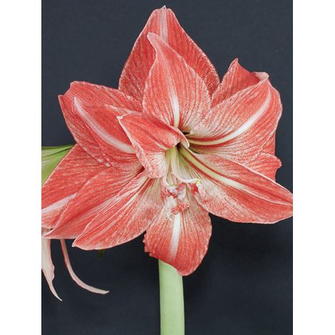 Amaryllis 'Lady Jane' Bulbe calibre 26/28, Extra (1/2)