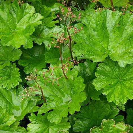 4 x Rhubarbe Indienne - Darmera peltata  - godet 9x9 cm (1/5)
