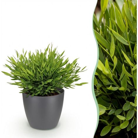 Plante d'intérieur Bamusa Pogonatherum Monica Herbe de Bambou avec Pot Gris 12 cm H20 cm - PANGIVO (1/5)
