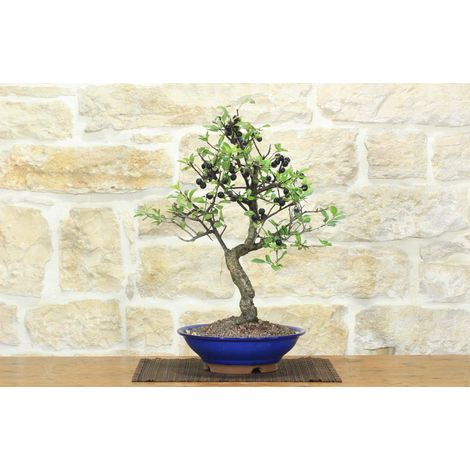 Bonsai di Prugnolo (38) (1/5)
