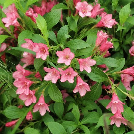 Gardenaria Weigela 'Picobella Rose' - Arbusto ornamentale da giardino - Altezza: 40/50 cm (vaso18) (1/2)
