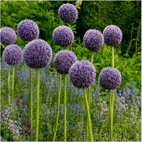 Allium Gladiator Sgaravatti 1 bulbe violet, grande fleur de 120 cm idéale en massif et bouquet - ALL51 (1/3)