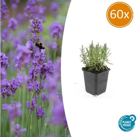 Lot de 60 Lavandes Munstead Lavandula angustifolia Parfumées Pourpre 10-25 cm Pot Ø9 cm - PANGIVO (1/5)