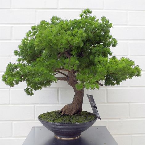 50cm Artificial Luxury Pine Bonsai Tree (1/4)