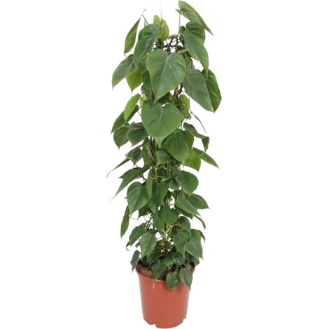 Philodendron Scandens - Plante d'Intérieur Grimpante - Feuilles en Cœur - Ø24 cm - 120 cm - PANGIVO (1/4)