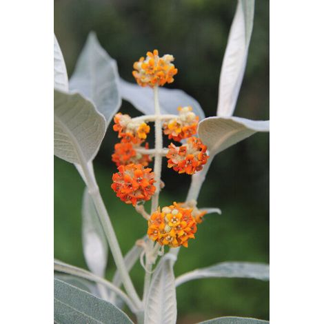 PIANTA DI BUDDLEJA IN VASO 18 CM ALBERO DELLA FARFALLA (foto reale) colori mix-MEGALOCEPHALA