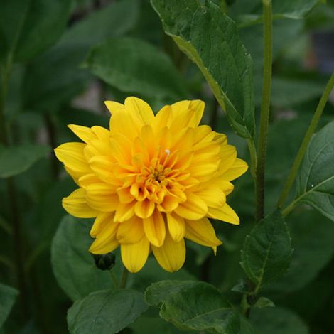 4 x Soleil vivace  - Helianthus 'Soleil D'Or'  - godet 9x9 cm