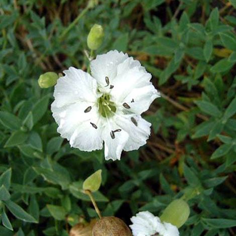 4 x Silène maritime 'Weisskehlchen 'Weisskehlchen' - godet 9x9 (1/4)