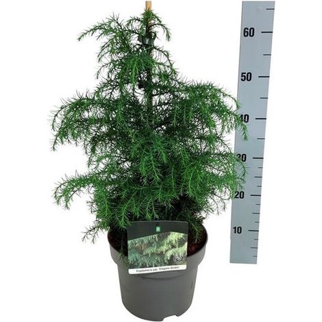 Cryptoméria du Japon Elegans Viridis - Cryptomeria japonica Elegans Viridis 30/35cm Pot 5L