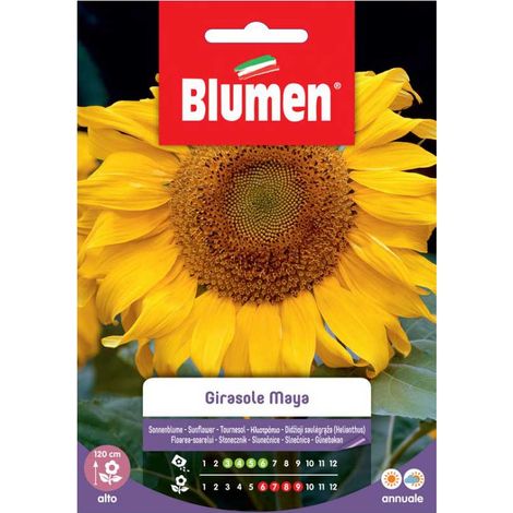 SEMI GIRASOLE MAYA BLUMEN