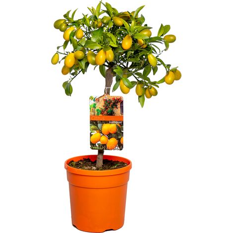 Kumquat nain – Agrume fruitier compact 50-70 cm – Pot de 19 cm – Exposition ensoleillée – Feuilles persistantes (1/4)