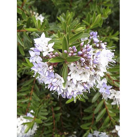 Hébé, Véronique arbustive diosmifolia Pot de 3L/4L (1/5)