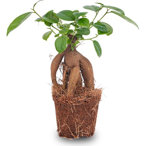 Ficus Microcarpa Ginseng - Bonsai d'Intérieur avec Tronc Décoratif - Pot Ø 9 cm - PANGIVO