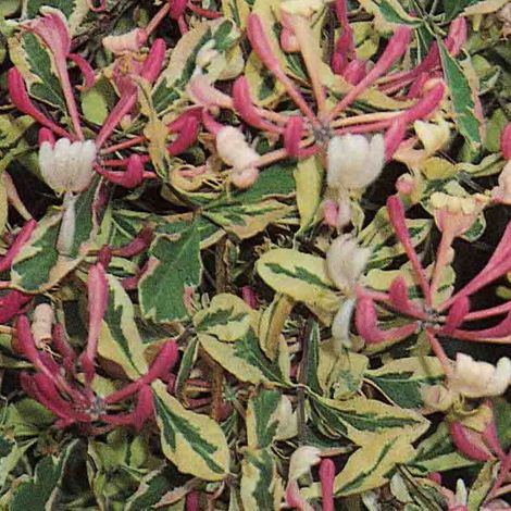 Chèvrefeuille Harlequin® 'Sherlite'/Pot de 1,5L - Tuteur bambou 30/60 cm (1/4)