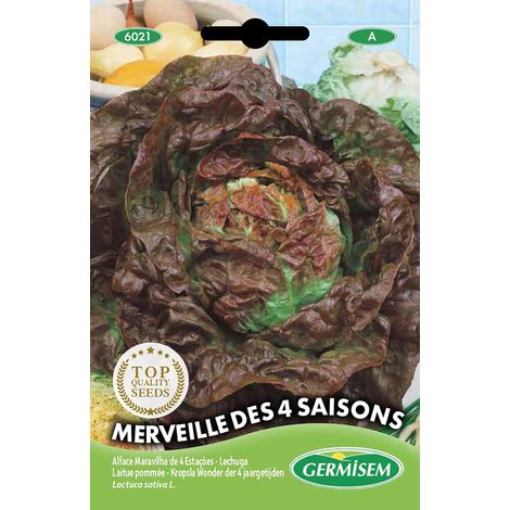 Graines Laitue pommée MERVEILLE DES 4 SAISONS (1/2)